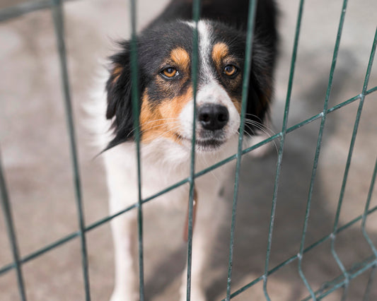 Unidos por un Hogar para las Mascotas de Refugio