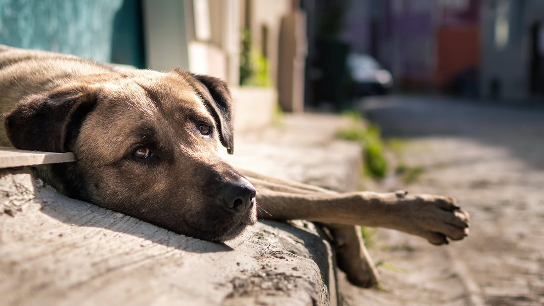 ¡No Dejes que el Calor Dañe a tu Mascota! Consejos Fáciles para Mantenerla Feliz y Fresca